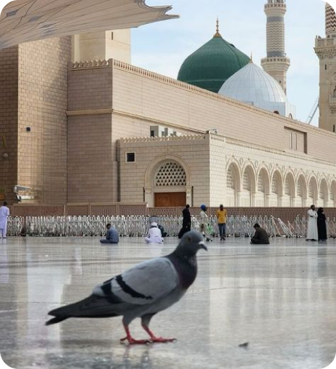 حلقات تحفيظ القرآن للنساء برواية ورش أون لاين: دليل الأخوات في الجزائر والمغرب 1 حلقات تحفيظ القرآن للنساء برواية ورش أون لاين: دليل الأخوات في الجزائر والمغرب